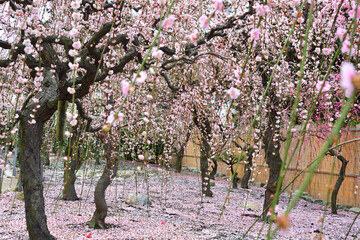 三重県津市に咲く「しだれ梅」の花　花びらのじゅうたん