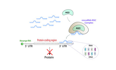 MicroRNA-Mediated Gene Silencing