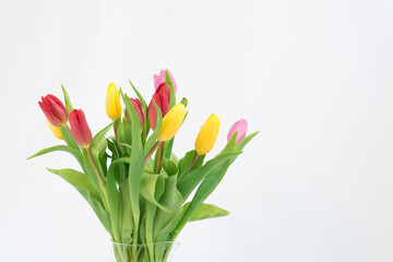 Tulips close-up on a white background. Different colors. Postcard, there is space for text. Background, texture. Spring and beauty
