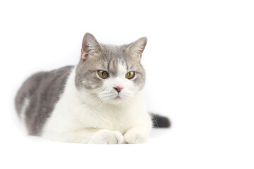 Fototapeta na wymiar Scottish Fold cat are sitting on white background. Tabby cat isolate on white background.