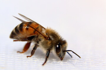 una abeja con fondo blanco en macro