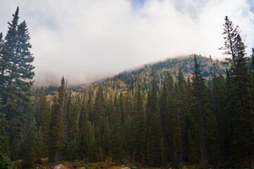 Mountainous Pine tree forrest envelopped in fog.