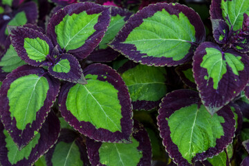 abstract background of purple and green leaves