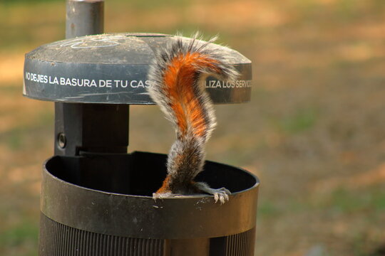 ardilla buscando comida dentro de un basurero hambre