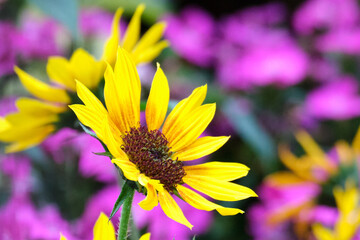 Obraz premium yellow sunflower against purple background