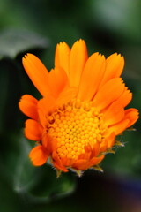 flor de calendula con macro