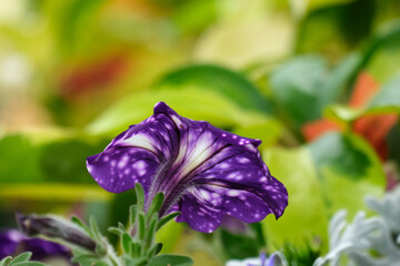 Purple flower with white dots