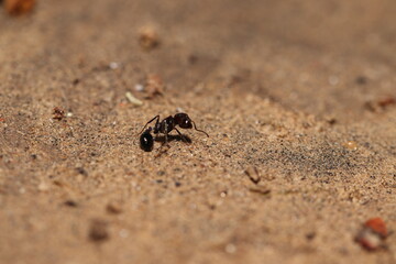 ant lying on the ground in a wounded condition