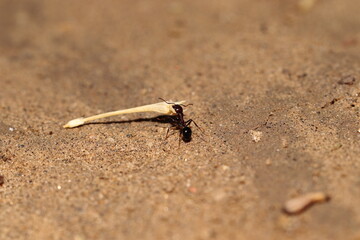 Carrying a black big ant dry leaf