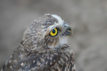 Portrait of a Burrowing owl (Athene cunicularia). Noord Brabant in the Netherlands. Grey background.