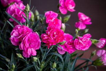母の日に贈るカーネーションの鉢植え