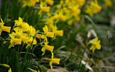 Obraz premium yellow daffodils in spring