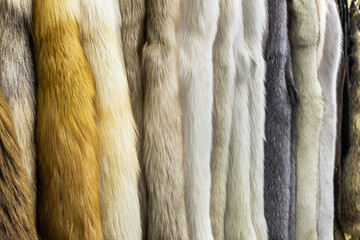 natural fur skins of different shades and colors