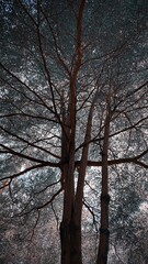 trees in the woods