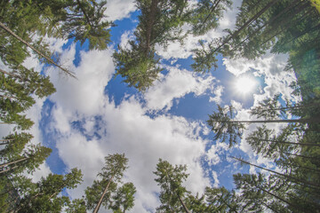 rodeado de árboles y nubes