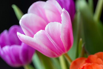 Blooming pink tulip close-up on a blurred background. 