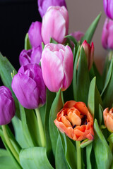 Beautiful bouquet of multicolored tulips close-up. Pink, orange, lilac blossoming spring flowers. 