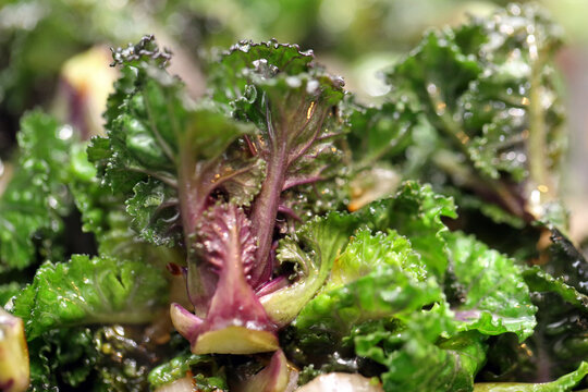 Kalettes