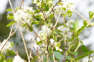 Chionanthus retusus Lindl. & Paxton var. serrulatus (Hayata) Koidz.