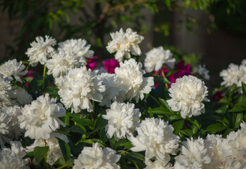 Pink and white flowers peonies flowering on background pink peonies. Peonies garden.