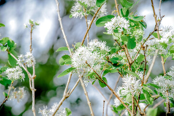 spring in the forest