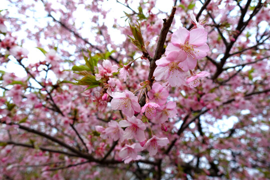 Closed photo of cherry blossoms.