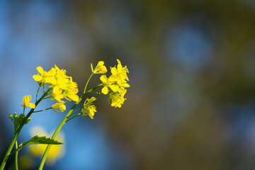 Beautiful yellow and green mustard flowers