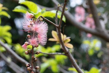 bee on pink flower
