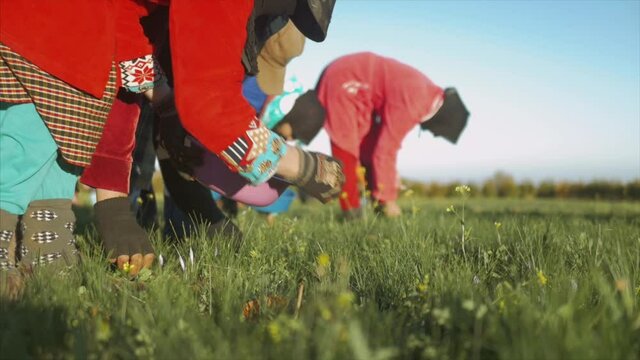Beautiful shoot with stabilisation mouvement and shallow of the field of a group of womens harvesting the flower of saffron in the morining