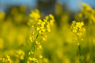 Obraz premium Beautiful yellow and green mustard flowers