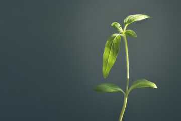 Young sunflower plant growing to the sun, soft light, space for copy text, shallow depth of field macro photography