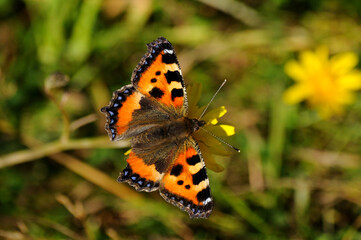 Red admiral sitting on a flower Vanessa atalanta, Pyrameis atalanta , soft focus