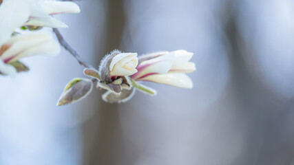 Obraz premium Flores.