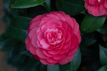 pink rose in garden