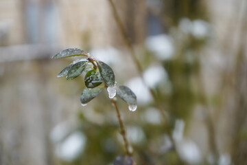 Fototapeta premium Leaves covered with ice in the cold season. Outdoor photography.