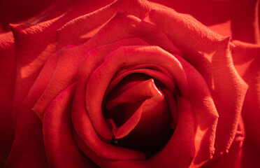 Red rose and white background