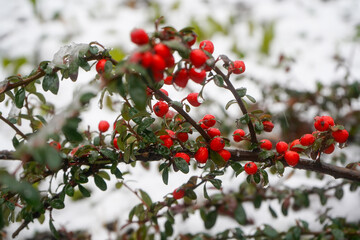 Pyracantha Red Column berries plants.