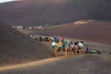 Spain - Canary - Lanzarote - The tourists ride on a camel caravan meandering among volcanic hills...