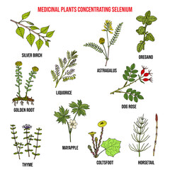 Collection of medicinal plants concentrating selenium.