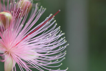 穗花棋盤腳 Barringtonia racemosa