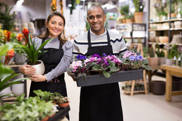 Fototapeta premium Positive flower shop workers holding pots of flowers