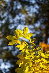 Close up image of yellow green autumn leaves on the branch