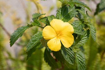 yellow flower