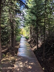 Path in the woods