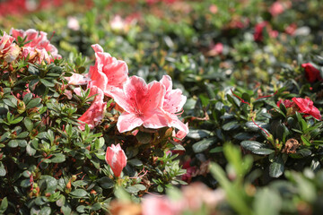 pink flowers in the garden