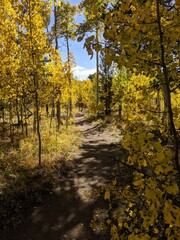 Autumn in the forest