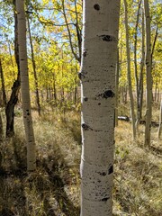 Autumn in the forest