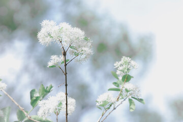 snow covered branches