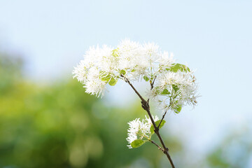 blossoming apple tree