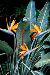 bird of paradise